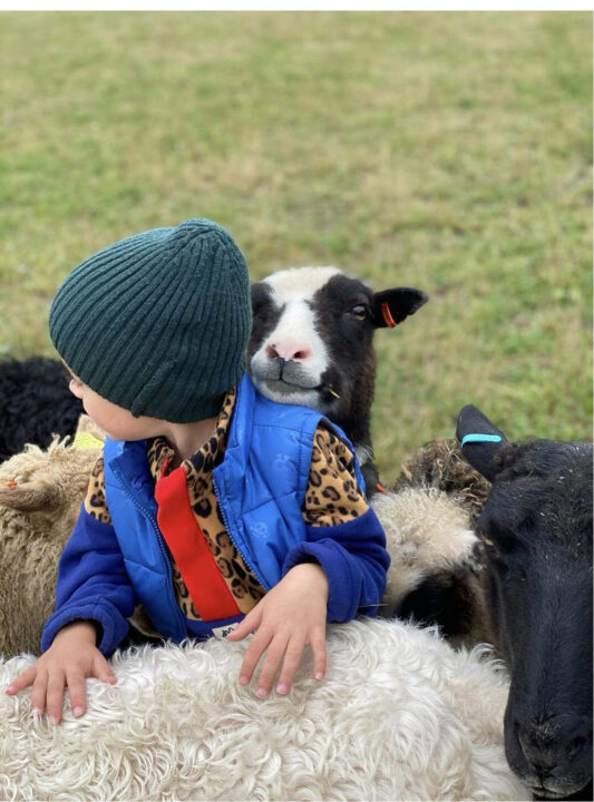 Ekologisk lamm och fårmjölk