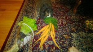 Även kaninen Femman väljer hellre närproducerade morötter framför salladen från ICA