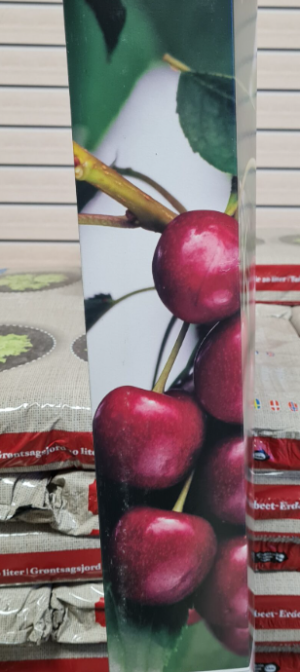 Hur lång tid tar det innan körsbärsträd ger frukt